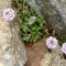 Round leaved Penny-cress